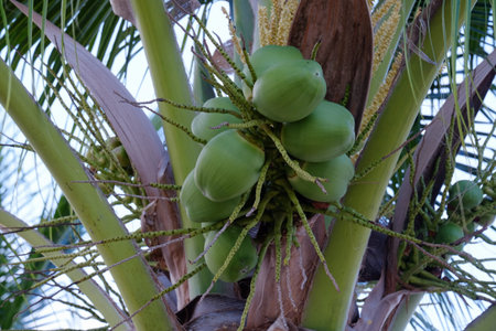 Coconut tree