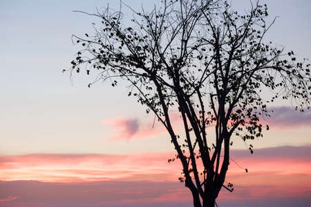 silhouette of tree colorful sky sunset backgroundの写真素材