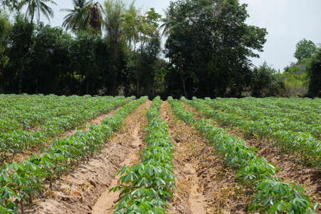 tapioca tree green leaves fieldの写真素材