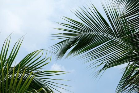 coconut leaves blue sky backgroundの写真素材