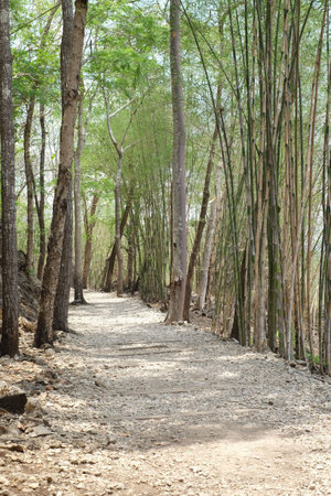 walkway in bamboo forest