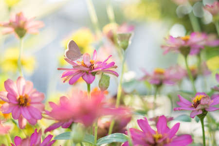 Butterflies are smelling pink flowersの写真素材