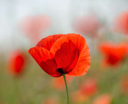 Delicate poppyの写真素材