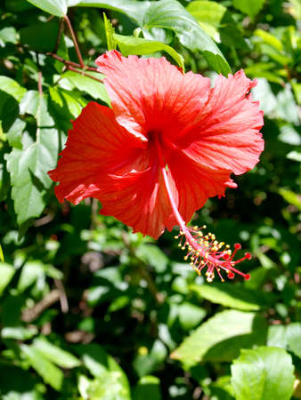 Hibiscus flower against a background of bright green foliage    の写真素材