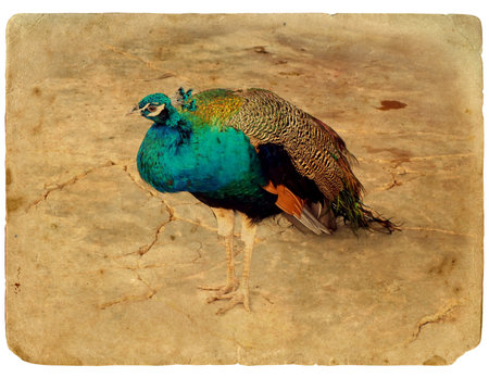 Peacock - a stylized retro card. Old postcard. Isolated on white backgroundの写真素材