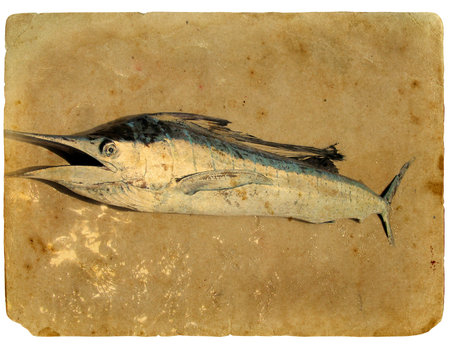 Blue marlin fish (dorado) on the sand. Stylization of retro postcardsの写真素材