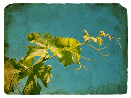 Young grape leaves. Old postcard, design in grunge and retro styleの写真素材