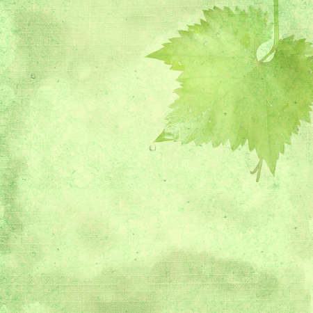 Green background image for the photo album, photo book with a grape leafの写真素材