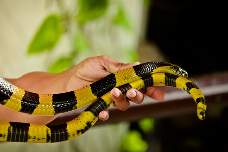 Banded Krait snake on a hand at snake farm Thailandの写真素材
