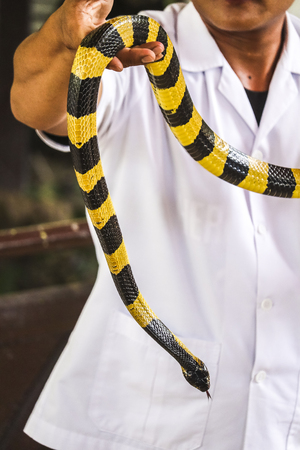 Banded Krait snake on a hand at snake farm Thailand