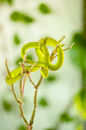 Green Pit Viper on branch is  lookingの写真素材