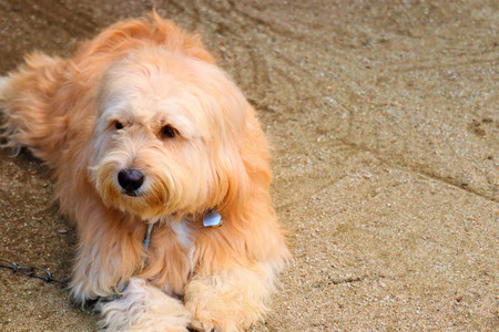Cute dog is lookingの写真素材