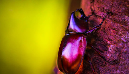 Dynastinae on the branch in the forestの写真素材