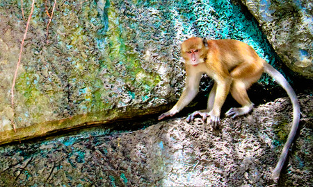 monkey is on the rockの写真素材