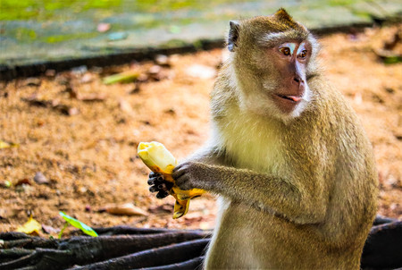 monkey is eating a banana in the forestの写真素材
