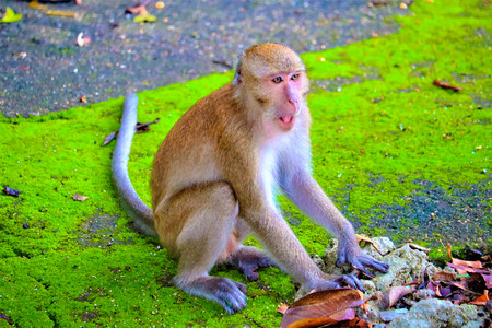 monkey is eating a banana in the forestの写真素材