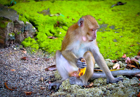 monkey is eating a banana in the forestの写真素材