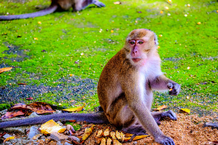 monkey is eating a banana in the forestの写真素材