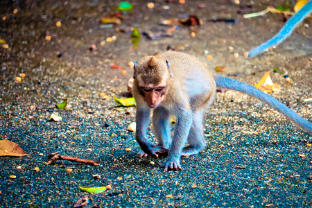 the cute baby monkey on the tree is lookingの写真素材