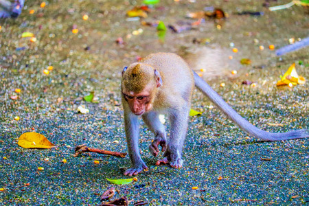 the cute baby monkey on the tree is lookingの写真素材