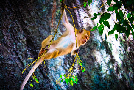 The cute baby monkey on the tree is lookingの写真素材