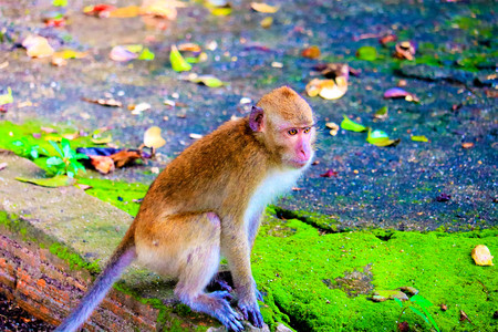 the cute baby monkey on the tree is lookingの写真素材
