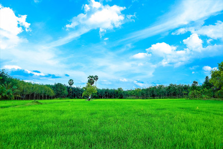 green rice field  and blue skyの写真素材