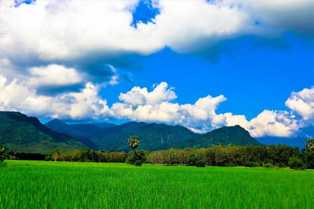 green rice field mountain and skyの写真素材
