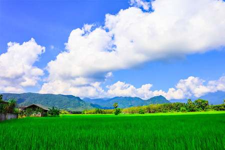 green rice field mountain and skyの写真素材