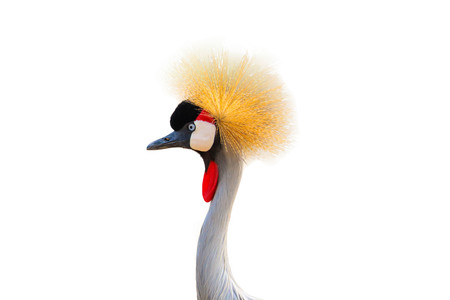 Head black Crowned Crane isolated on white backgroundの写真素材