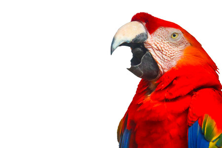Red and blue macaw isolated on white background