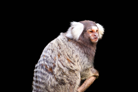 Marmoset isolated on black backgroundの写真素材