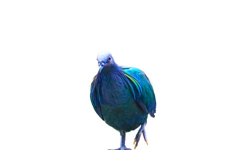 Nicobar Pigeon isolated on white backgroundの写真素材