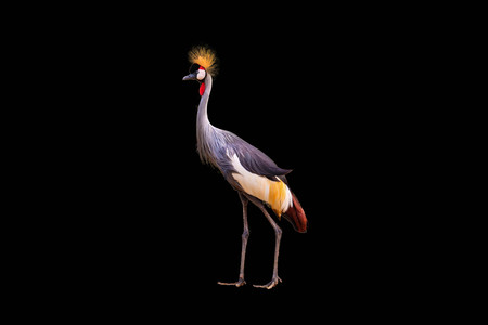 Black Crowned Crane isolated on black backgroundの写真素材
