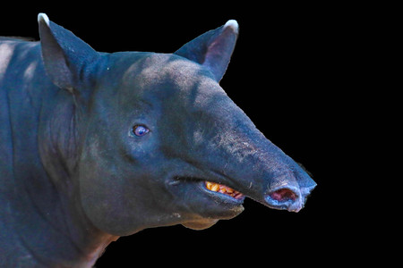 Tapir isolated on black backgroundの写真素材
