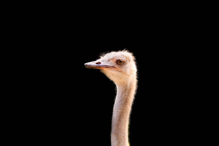 Head ostrich isolated on black backgroundの写真素材