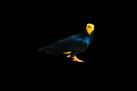 Golden-crested Myna isolated on black backgroundの写真素材
