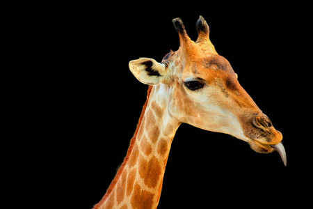head giraffa isolated in black backgroundの写真素材
