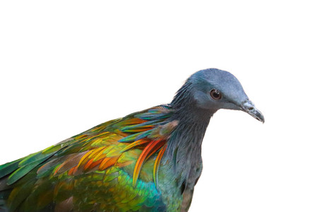 Nicobar Pigeon isolated on white backgroundの写真素材