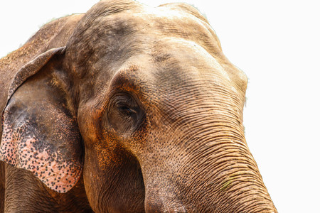 Head elephant isolated on white backgroundの写真素材