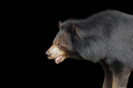 Asiatic Black Bear  isolated on black backgroundの写真素材