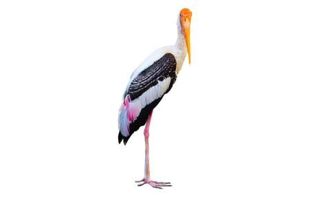 Painted Stork isolated on white backgroundの写真素材