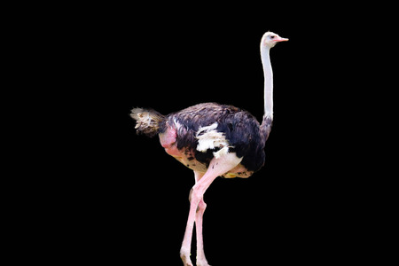 ostrich isolated on black backgroundの写真素材