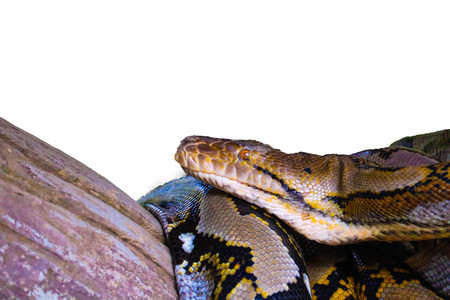Reticulated Python isolated on white background
