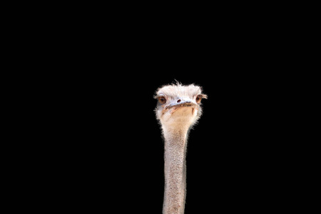 ostrich isolated on white backgroundの写真素材
