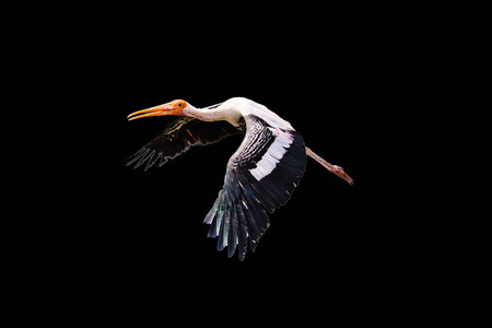 Painted Stork isolated on black backgroundの写真素材