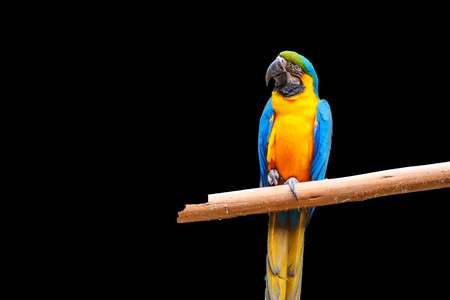 blue and Yellow macaw isolated on black backgroundの写真素材