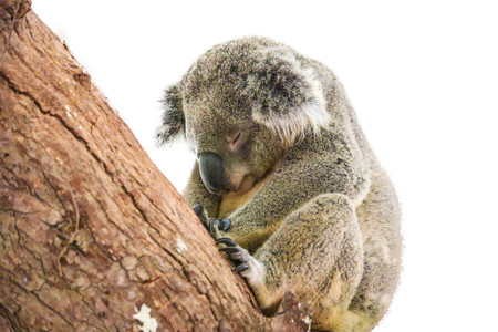 cute koala isolated on white backgroundの写真素材