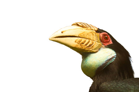 Hornbill isolated on white backgroundの写真素材