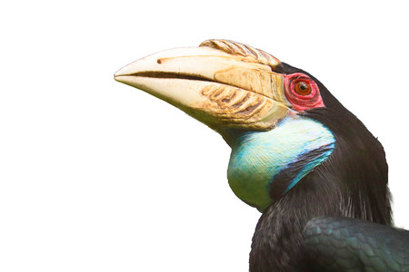 Hornbill isolated on white backgroundの写真素材
